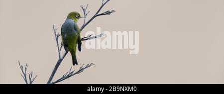 Silvereye an einem trockenen Ast am buschigen Strand in Neuseeland. Bucky Beach Scenic Reserve ist das letzte verbleibende in der Gegend, dominiert von Hebe, Ngaio und Mahoe Stockfoto