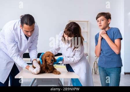 Der Tierarzt Arzt prüfen Golden Retriever Hunde in der Klinik Stockfoto