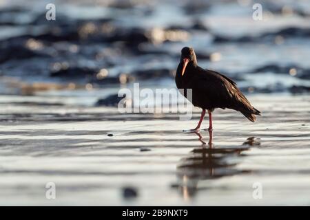 Variabler Oystercatcher, der bei Sonnenaufgang am Strand von Moeraki Boulders, Neuseeland, spazieren geht. Der variable Austercatcher (Haematopus unicolor) ist eine Art von Stockfoto