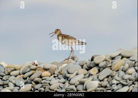 Willet (Catoptrophorus semipalmatus) auf Kieselsteinen thront, Cherry Beach, Nova Scotia, Kanada Stockfoto