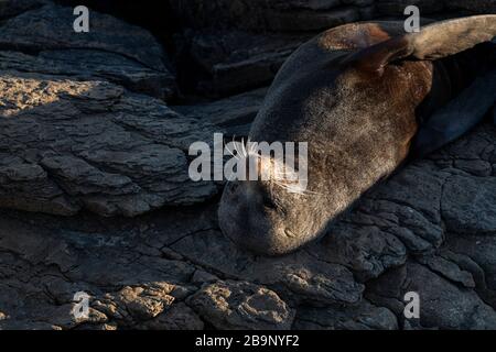 Neuseeländische Felldichtung schläft auf dem Rücken bei einem sonnigen Sonnenaufgang am Shag Point, Neuseeland. Es gibt eine vollständige Kolonie von "kekeno", dem Namen, den der gibt Stockfoto