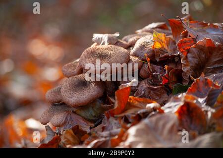 Gruppe der Honigpilze im waldbraunen Laub Stockfoto