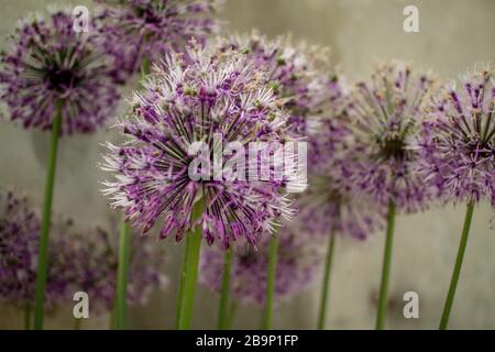 Nahaufnahme einer Gruppe von lila Allium Rosenbachianum, die im Alpenhaus in Kew Gardens wächst. Kugelförmige Diele von winzigen violetten Blumen. Stockfoto