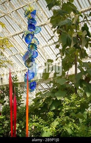 Gemäßigte House Perser. Große blaue Glasskulptur von Dale Chihuly, die vom Dach des viktorianischen gemäßigten Hauses hängt, Kew Gardens unter Pflanzen Stockfoto