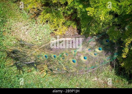 Asiatischer Pfau versteckt sich unter Busch, mit extravagantem Schwanzgefieder auf der Ausstellung. Kew Gardens. Stockfoto