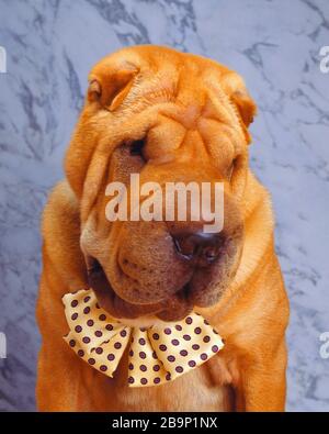 Nahaufnahme eines niedlichen Shar-Pei Hundes mit Schleife Krawatte mit einem unscharfen Hintergrund Stockfoto