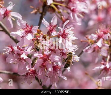 Honigbienen sammeln Pollen auf rosafarbenen Kirschblüten. Stockfoto