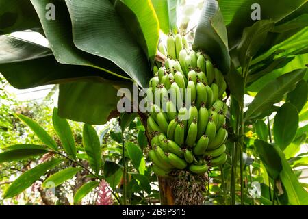 Frische Bananen in einem Baumhaufen. Stockfoto