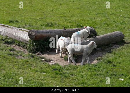 Lambs, die auf einem Feld spielen, Derbyshire Engalnd Stockfoto