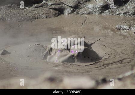 Nahaufnahme eines sprudelnden Schlammpools Stockfoto