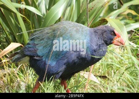 Pukeko Vogel mit rotem Schnabel in Neuseeland Stockfoto