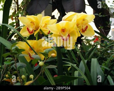 Nahaufnahme von schönen gelben Canna Lily Blumen Stockfoto