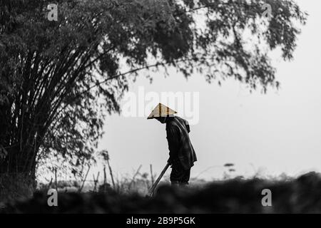 Ein Schwarz-Weiß-Foto eines vietnamesischen Bauern in seinem Alltag auf den Feldern. Stockfoto