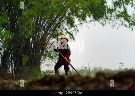 Ein vietnamesischer Bauer in asiatischen konischen Hüten streut die Samen zur Ernte. Ein landwirtschaftliches Foto aus den Dörfern Vietnams. Stockfoto