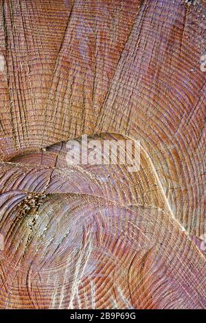 Ein abgesägter Baum. Die Struktur des Holzes. Querschnitt von Fichte und Lärchenholz. Nahaufnahme. Hintergrundtextur Stockfoto