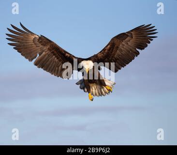 Glatze Adult mit verlängerten Beinen und Flügeln Stockfoto