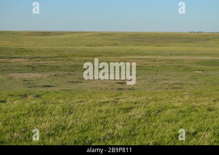 Später Frühling in South Dakota: Prairie Dog Town in der Nähe von Burns Basin Overlook entlang der Loop Road im Badlands National Park Stockfoto