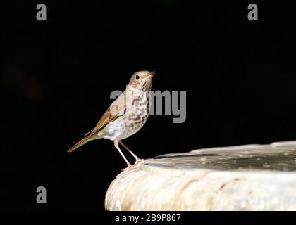 Ein Holz-Thrush (Hylocichla mustelina), ein nordamerikanischer Passiervogel, der an der Seite eines Vogelbades thront, das auf Betrachter blickt Stockfoto