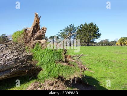 Großer Baum riss vom Boden, Wurzeln von hoher Windgeschwindigkeit getrennt. Die abgebildete Wurzel wurde aus dem Rasenfeld gerissen. Stockfoto