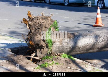 Großer Baum riss vom Boden, Wurzeln von hoher Windgeschwindigkeit getrennt. Die abgebildete Wurzel wurde vom Gehweg gerissen. Stockfoto