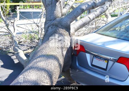 Großer Baum riss vom Boden, Wurzeln trennten sich von hoher Windgeschwindigkeit, knapp vermisstes Auto parkte auf der Seite der Straße. Stromleitung in Baum b entkesselt Stockfoto