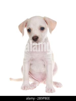 Porträt eines bezaubernd kleinen chihuahua Labormixes Welpen sitzender Zuschauer, isoliert auf weißem Hintergrund. Stockfoto