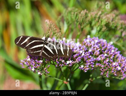Heliconius Charithonia, der Zebra-Langflügel oder Zebrahelikonen-Schmetterling, der Nektar von kleinen violetten Blumen trinkt, Draufsicht Stockfoto