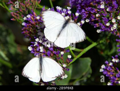 Zwei große südweiße Schmetterlinge auf violetten Blumen, die Nektar trinken. Draufsicht Stockfoto