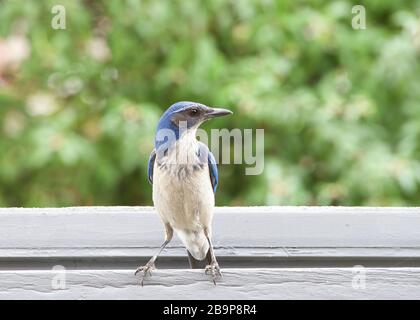 Ein California Scrub Jay thront auf dem grauen Terrassendach, das nach vorne blickt und den Zuschauern nach rechts blickt. Grün hinterlässt OOF im Hintergrund. Stockfoto