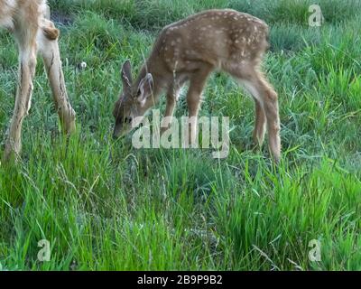 Auf dem Hurrikankamm im olympia-nationalpark füttern Rotwild auf Gras Stockfoto