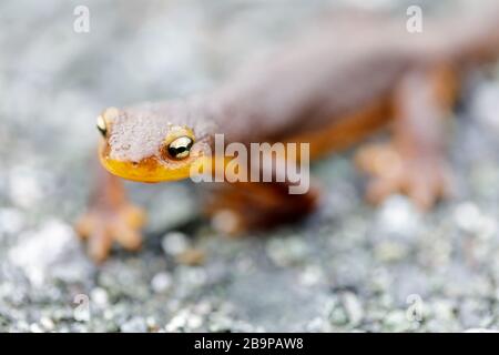 Selektiver Fokus von California Newt naht Stockfoto