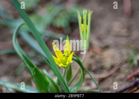 Gelber Stern von Bethlehem (Gagea lutea). Frühgelbe Frühlingsblume im Garten, Wildblume im Garten Stockfoto