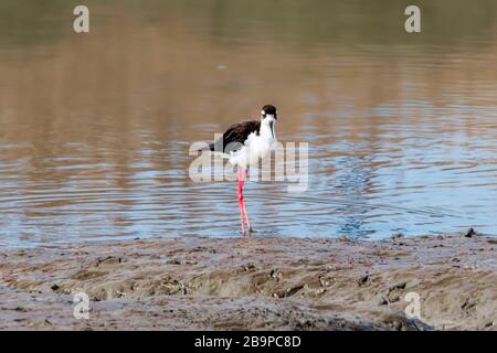 Schwarzhalsstelz (Himantopus mexicanus) fliegt über das Balsa Chica Ökologische Reservat CA.USA Stockfoto