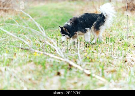 Hunderasse sibirischer Husky im Quellwald wandern Stockfoto