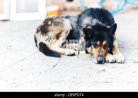 Kranke große Hundedermatitis und -Krankheit auf der Hundehaut, kahle fleckige Hautpartie bei Hunden, Alopezie Stockfoto