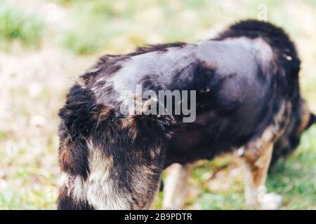 Kranke große Hundedermatitis und -Krankheit auf der Hundehaut, kahle fleckige Hautpartie bei Hunden, Alopezie Stockfoto