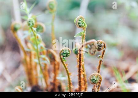 Junge grüne und gelbe Triebe aus Farnen Kasachstans. Waldglade. Pflanzen in der Natur. Frühlingssaison. Neue Locken Stockfoto