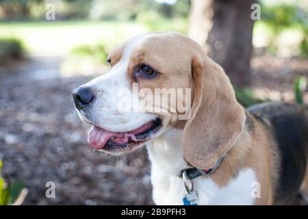 Beagle Welpen Stockfoto