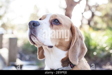 Beagle Welpen Stockfoto