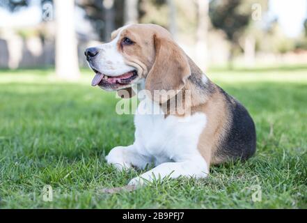 Beagle Welpen Stockfoto