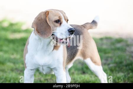 Beagle Welpen Stockfoto