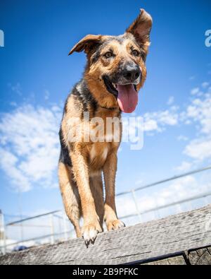 Ein freundlicher deutscher Shepherd X Blue Heeler Hund, Australien Stockfoto