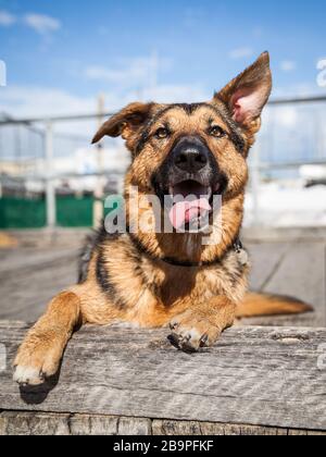 Ein freundlicher deutscher Shepherd X Blue Heeler Hund, Australien Stockfoto