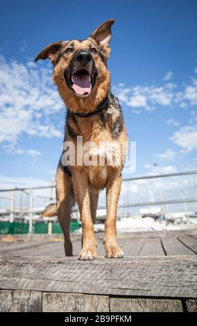 Ein freundlicher deutscher Shepherd X Blue Heeler Hund, Australien Stockfoto