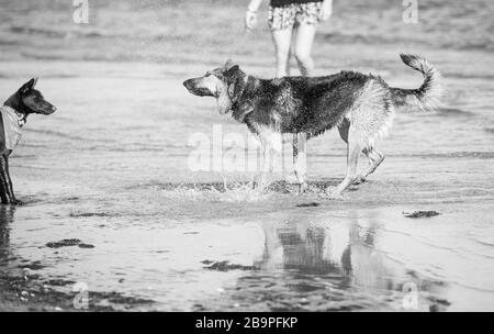 Ein deutscher Shepherd X Blue Heeler Hund, der sich nach einem Bad im Ozean, Australien, trocken schüttelt. Stockfoto