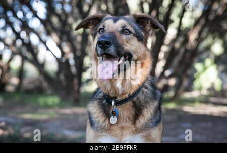 Ein freundlicher deutscher Shepherd X Blue Heeler Hund, Australien Stockfoto