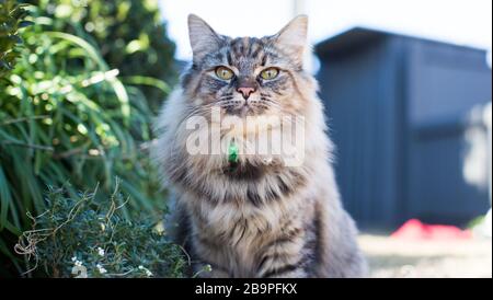 Haustier Katze Stockfoto