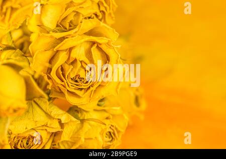 Getrocknete gelbe Rosen liegen auf gelbem Hintergrund und kopieren Platz Stockfoto