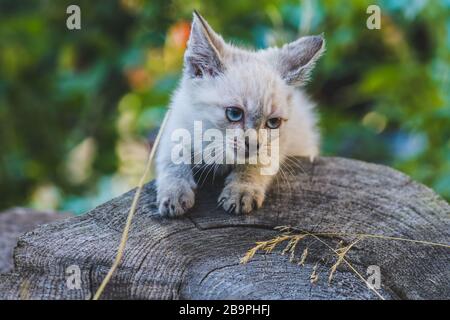 Kleine blaue Augen thai-kätzchen im Garten Stockfoto