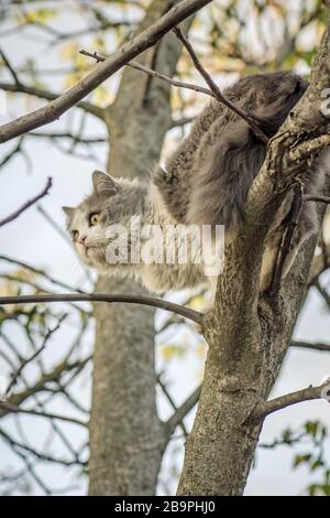 Katze auf einem Baumzweig im Wald . Katze sitzt auf einem Baum im grünen Garten. Kätzchen auf Baum. Stockfoto